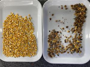 China corn maize color sorter, rice color sorter, soybean color sorter, peanut color sorter on sale