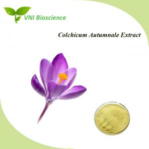 Natural Colchicum Extract Powder Colchicine Extract HPLC / UV 64-86-8