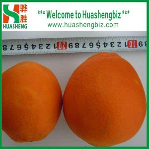 Quality 2016 Best Quality Navel orange for sale