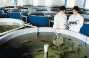 Quality Corrosion Resistance Fiberglass Fish Tank for sale
