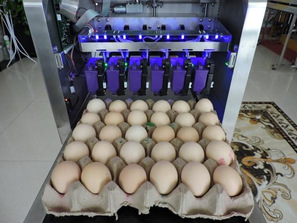 Buy Automatic Egg Batch Coding Inkjet Printer With Thermal Foam Type Nozzle at wholesale prices
