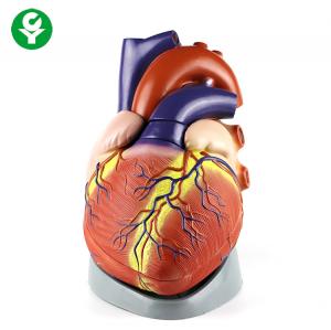 China Jumbo Human Body Organs Model / Anatomical Plastic Human Heart Model Medical on sale