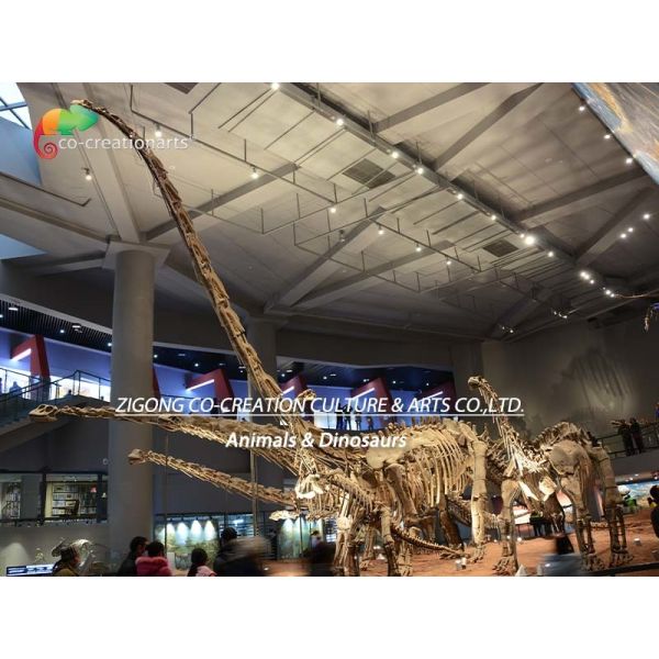 Sunproof Life Size Dinosaur Model Skeleton Mamenchisaurus Skeleton 15m