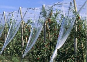 Quality HDPE Single Filament Insect Mesh Netting For Nursery Pots Size Customized for sale