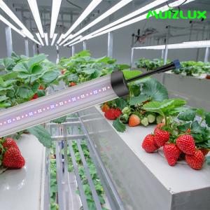 Quality Strawberry Bar Style LED Grow Lights 70W Led Grow Lamp Energy Efficient for sale