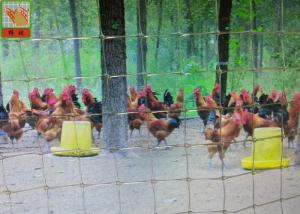 Quality 2M High Poultry Fence Netting, Plastic Poultry Netting, Transparent Color, PP Material, Square Hole for sale