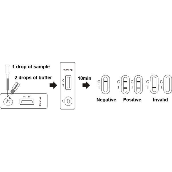 Qualitative Detection BVD Test Kits Bovine Virus Diarrhea Antibody Test Kit