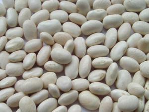 Quality High quality Pure White Kidney Bean Extract Wholesale, Natural White Kidney Bean Extract for sale