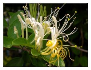 China Flos Lonicerae. Wild Honeysuckle Flower,JINYIN HUA on sale