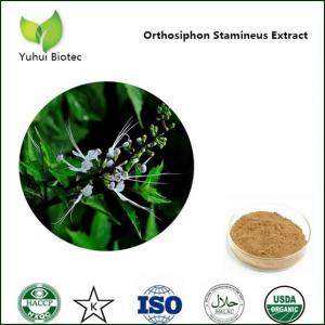 Quality Orthosiphon Stamineus P.E.,Java Tea extract,Clerodendranthus spicatus extract for sale