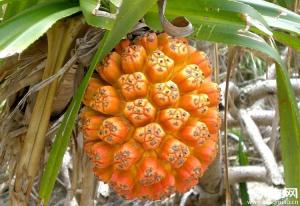 Quality Pandanus odoratissimus dry seeds or fruits natural herb chinese medicine Shan bo luo for sale