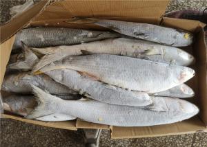 Quality 100% Net Weight Fresh 600g 700g Frozen Grey Mullet for sale
