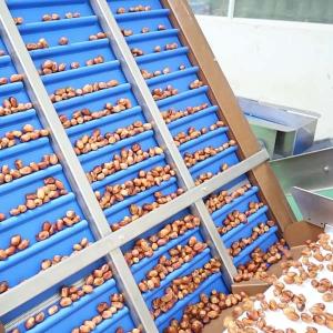Optimal Hardness and Softness Sorting 1.4 Tons Output 6-Lane Palm Dates Sorting Machine with CE MD Certificates