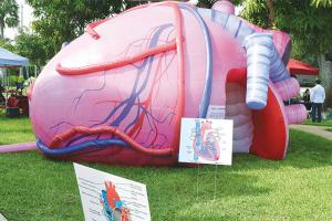 China Inflatable Human Organs Giant Brain Heart Lungs For Teaching Medical Activities Display on sale