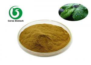Quality Mint Flavor Powder 80 Mesh Peppermint Extract Powder for sale