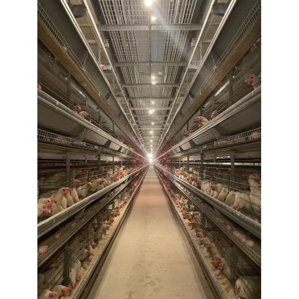 Wire Mesh Layer Automatic Chicken Cage Easy Operate For Poultry Farm