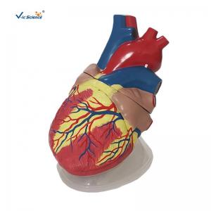 China Human Heart Anatomical Model Medical Science Teaching Model on sale