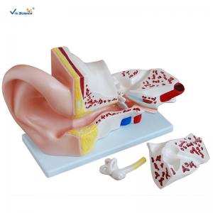 China 4 Pieces Anatomical Ear Model Anatomy Of The Ear Model Prepared For Five Times on sale
